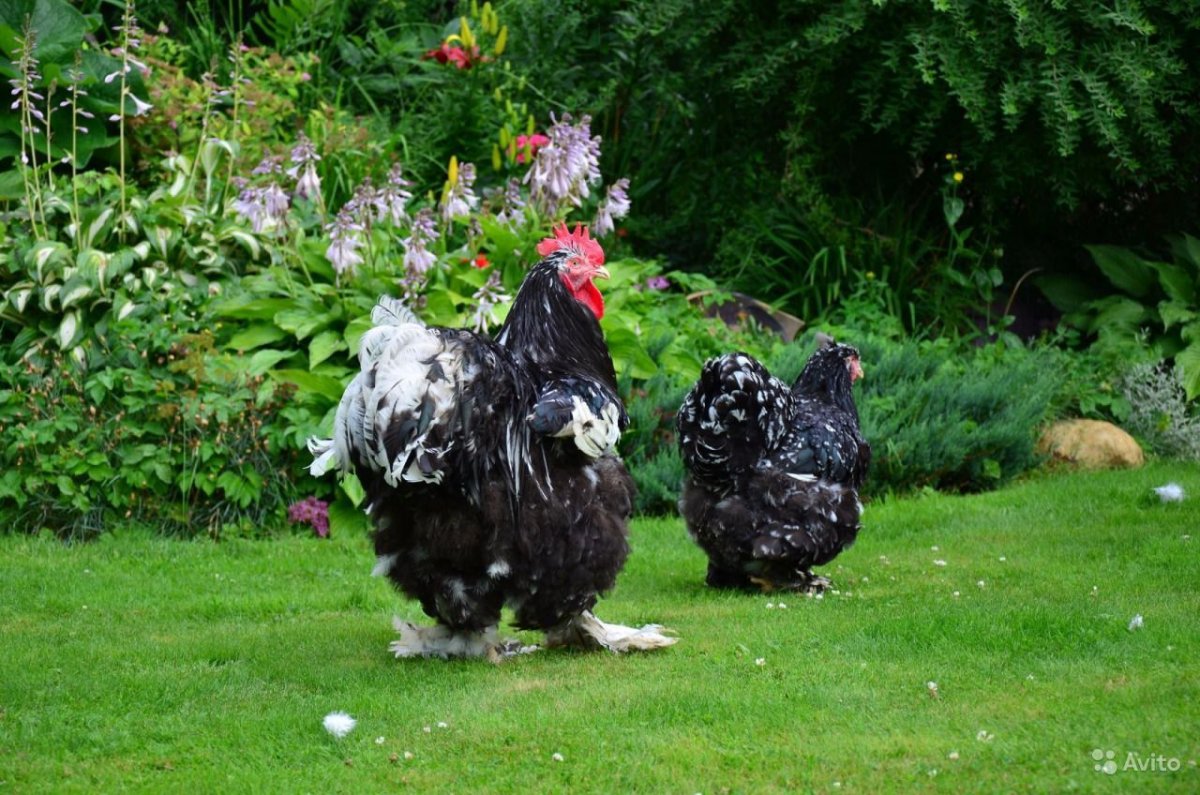 Кохинхины куры