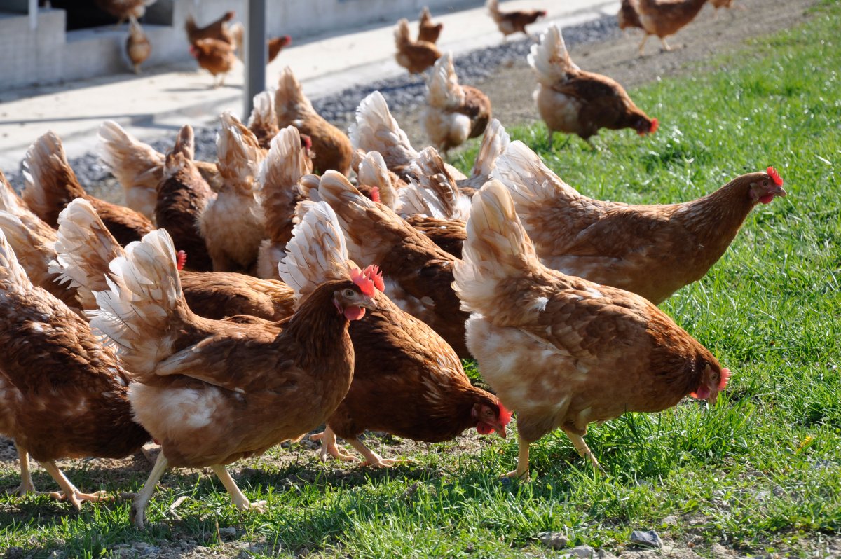 Фермер и куры