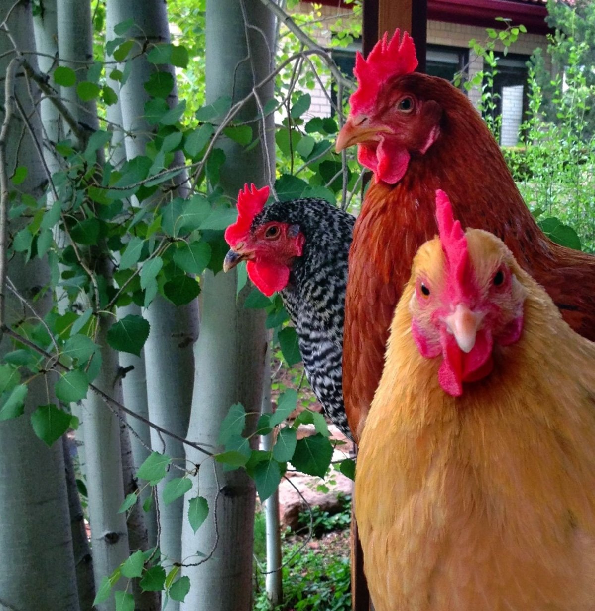 Петух Ломан Браун