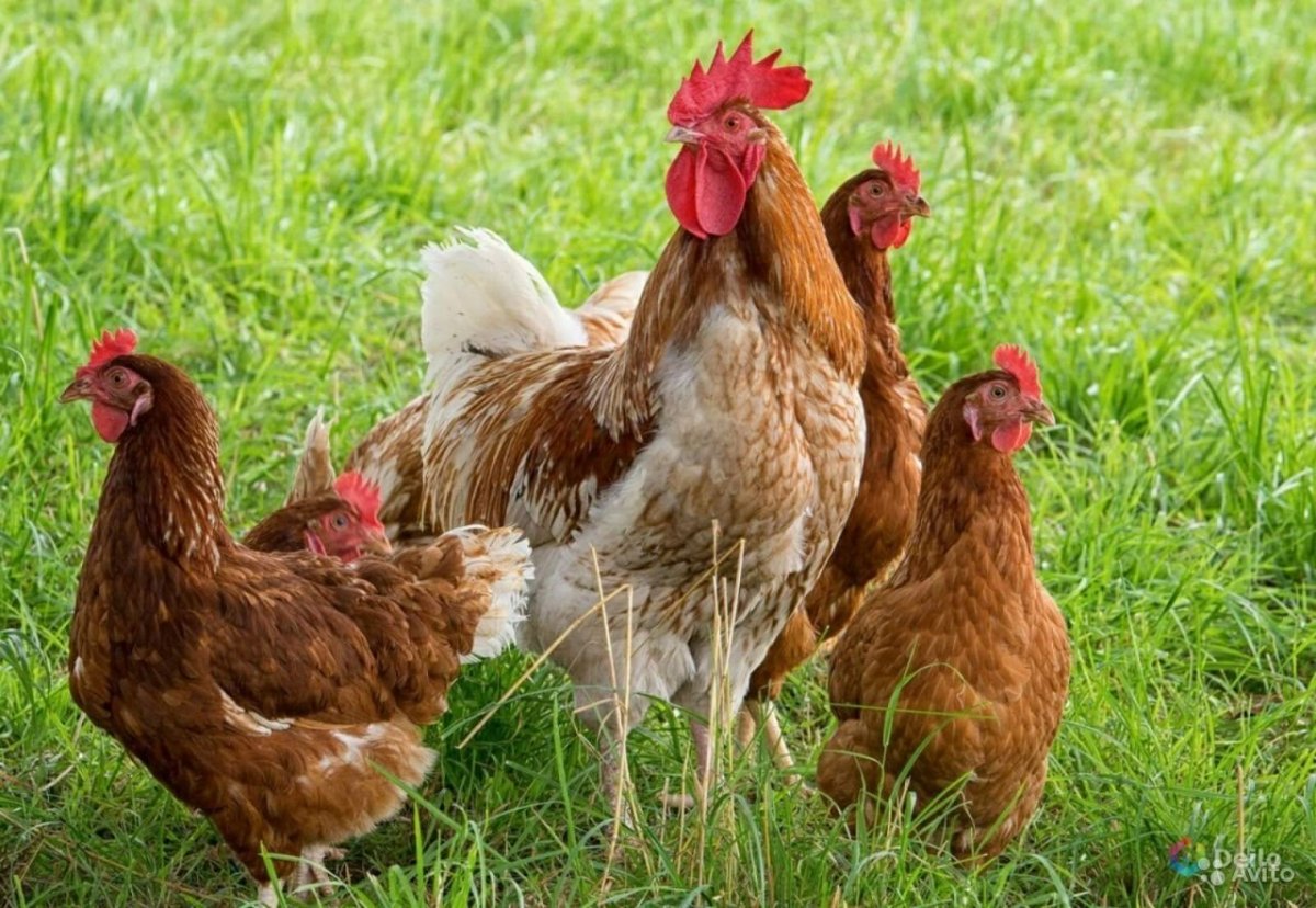 Куры несушки Ломан Браун