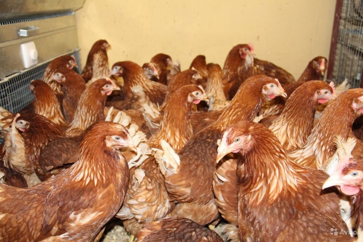 Молодки куры Хайсекс бра