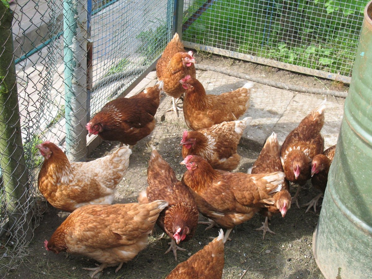 Молодки Ломан Браун