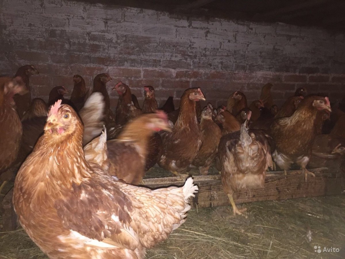 Кросс Ломан Браун