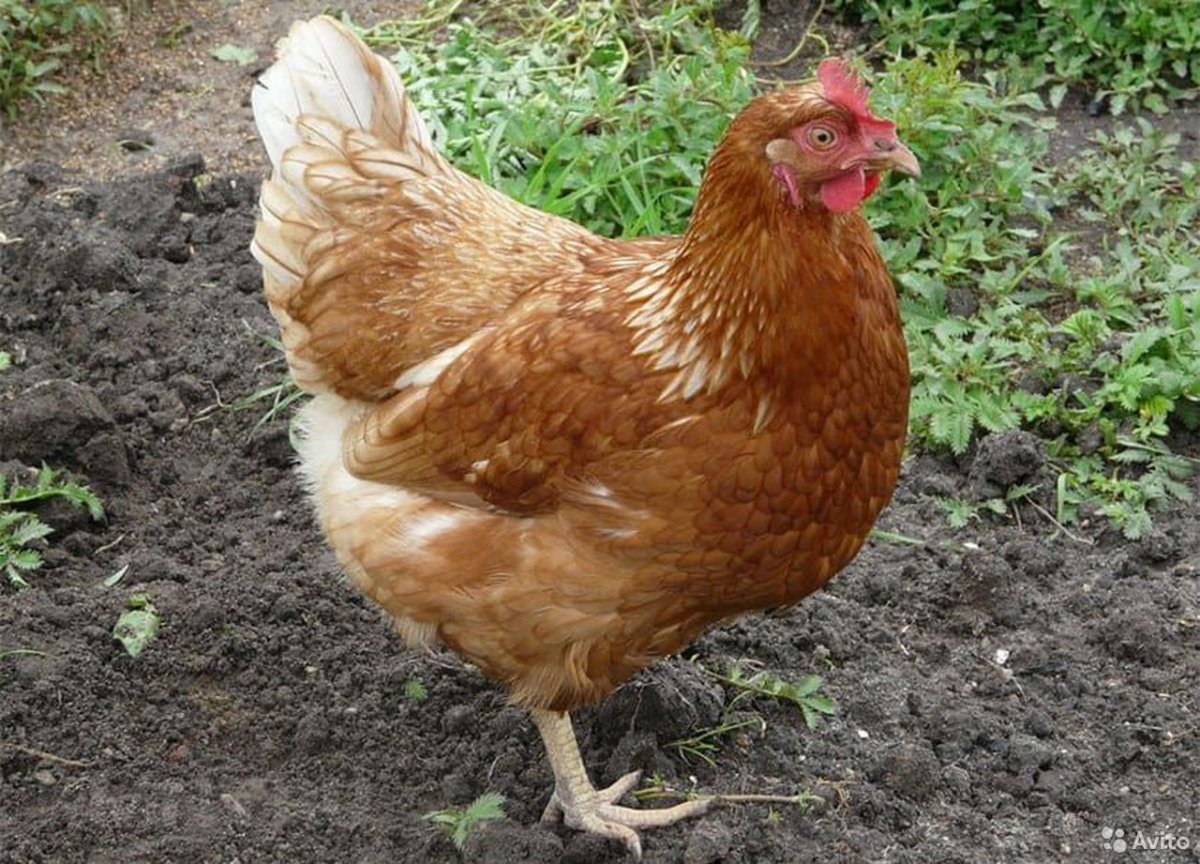 Цыплята породы Ломан Браун