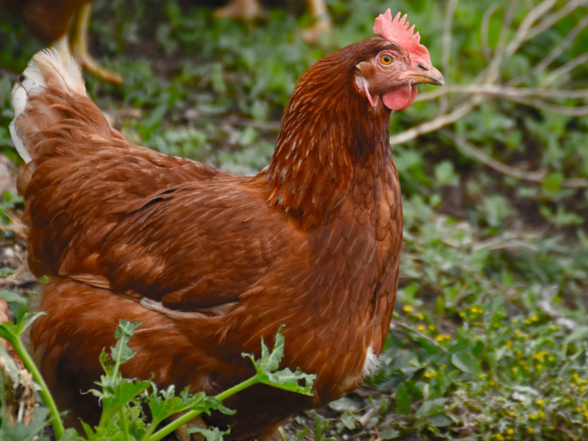 Куры несушки Браунинг