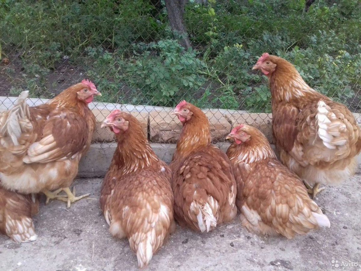 Несушки Ломан Браун