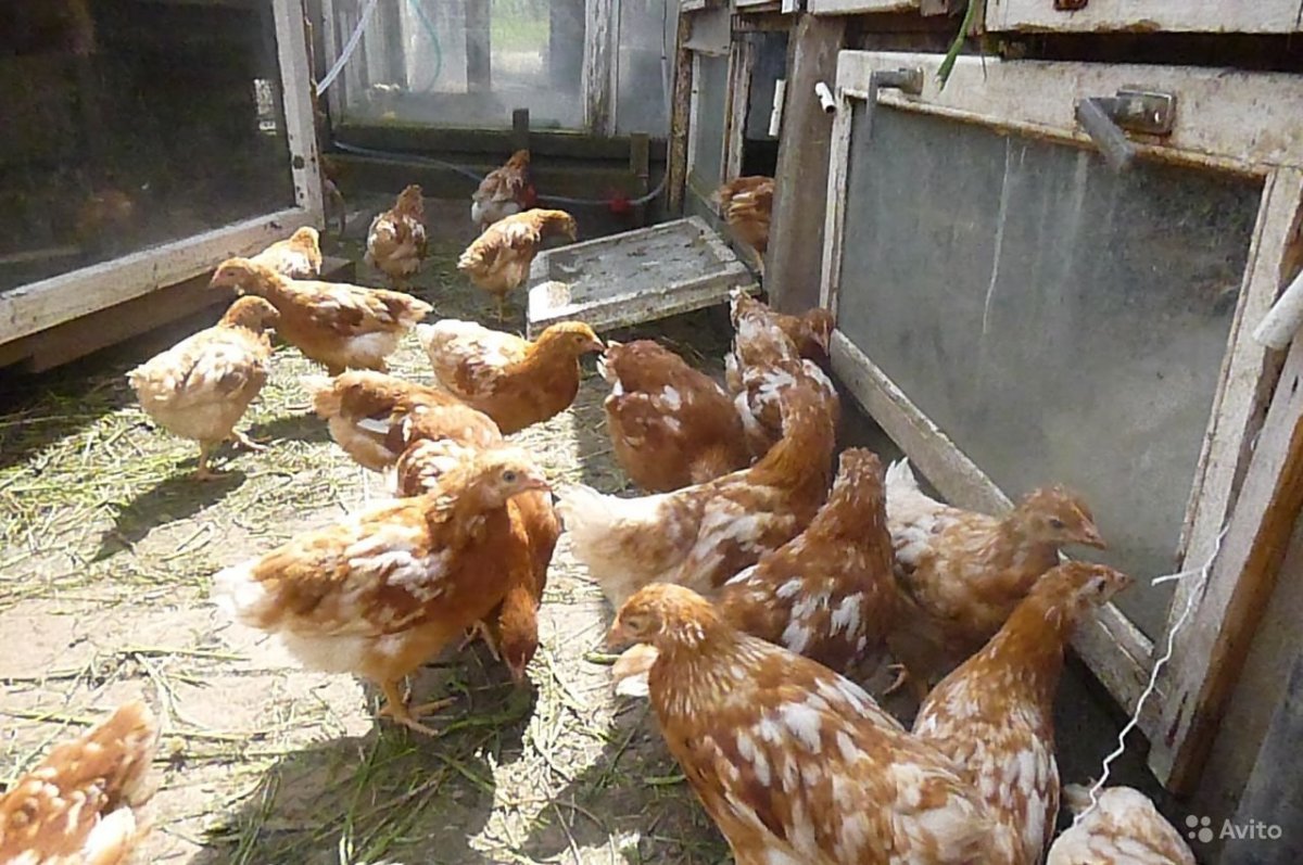 Пастбищные куры