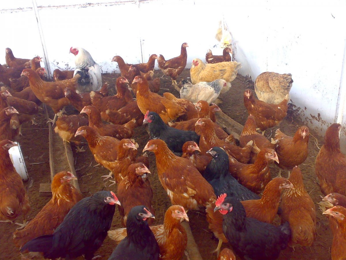 Куры несушки Ломан