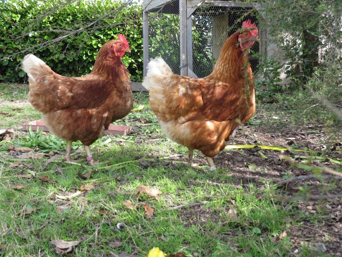 Куры Ломан Браун