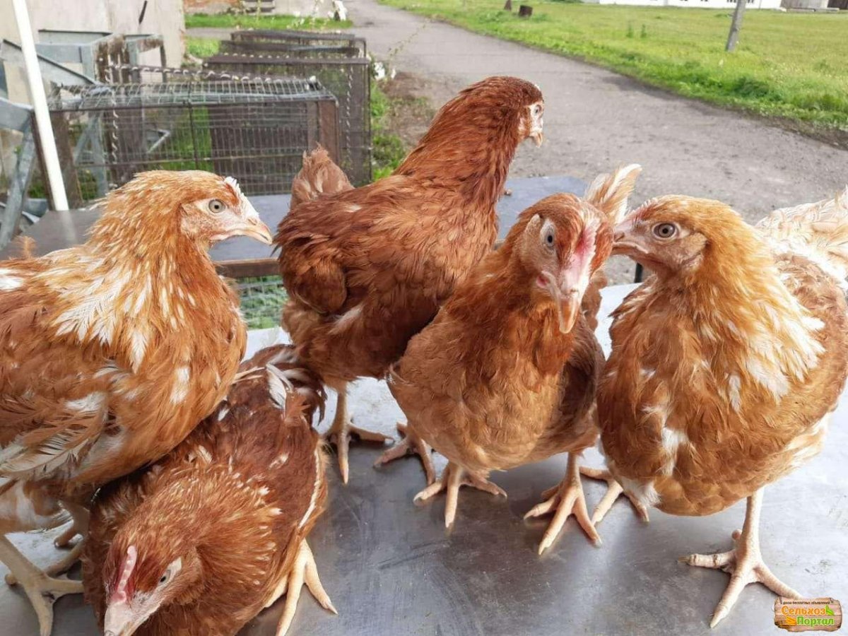 Куры Ломан Браун