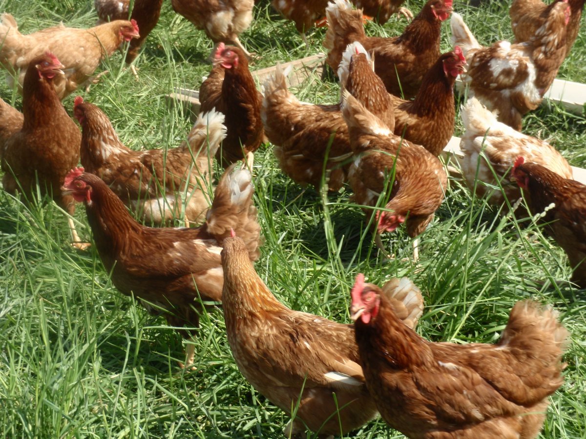 Родонит куры