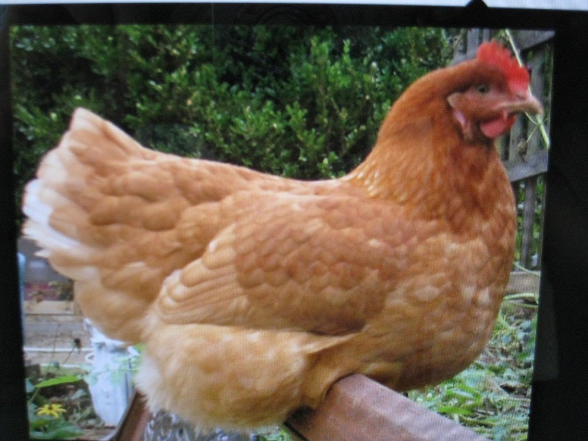 Ломан Браун