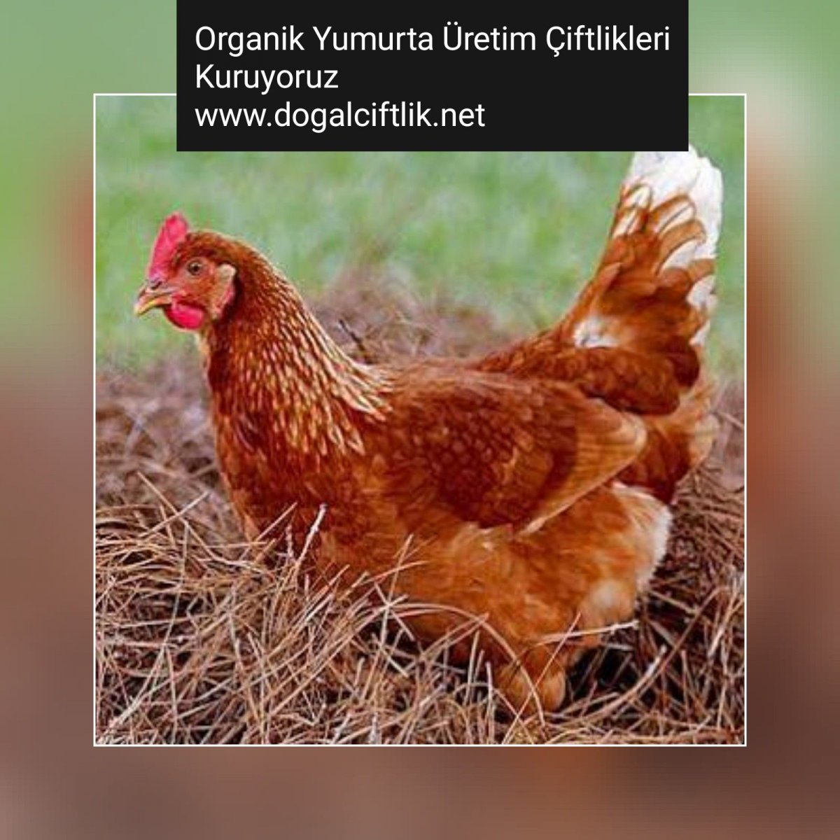 Ломан Браун