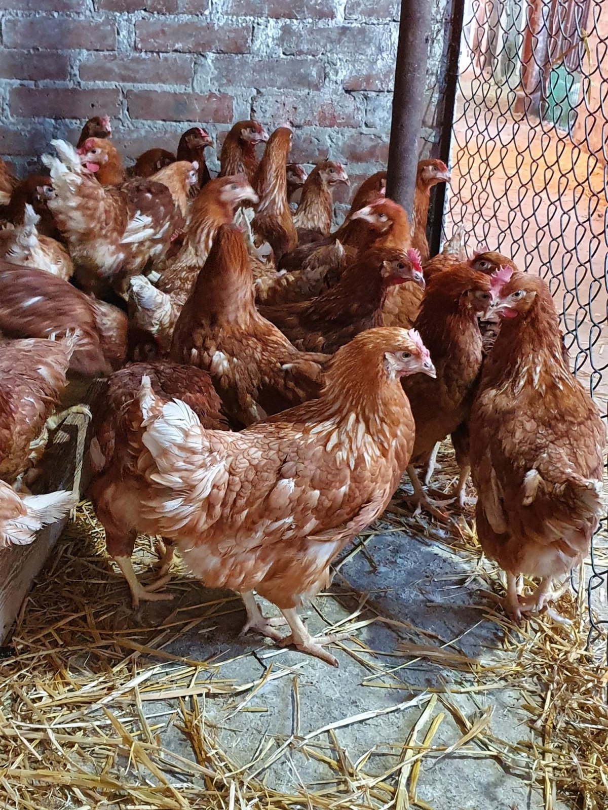 2 Месячные цыплята Ломан Браун