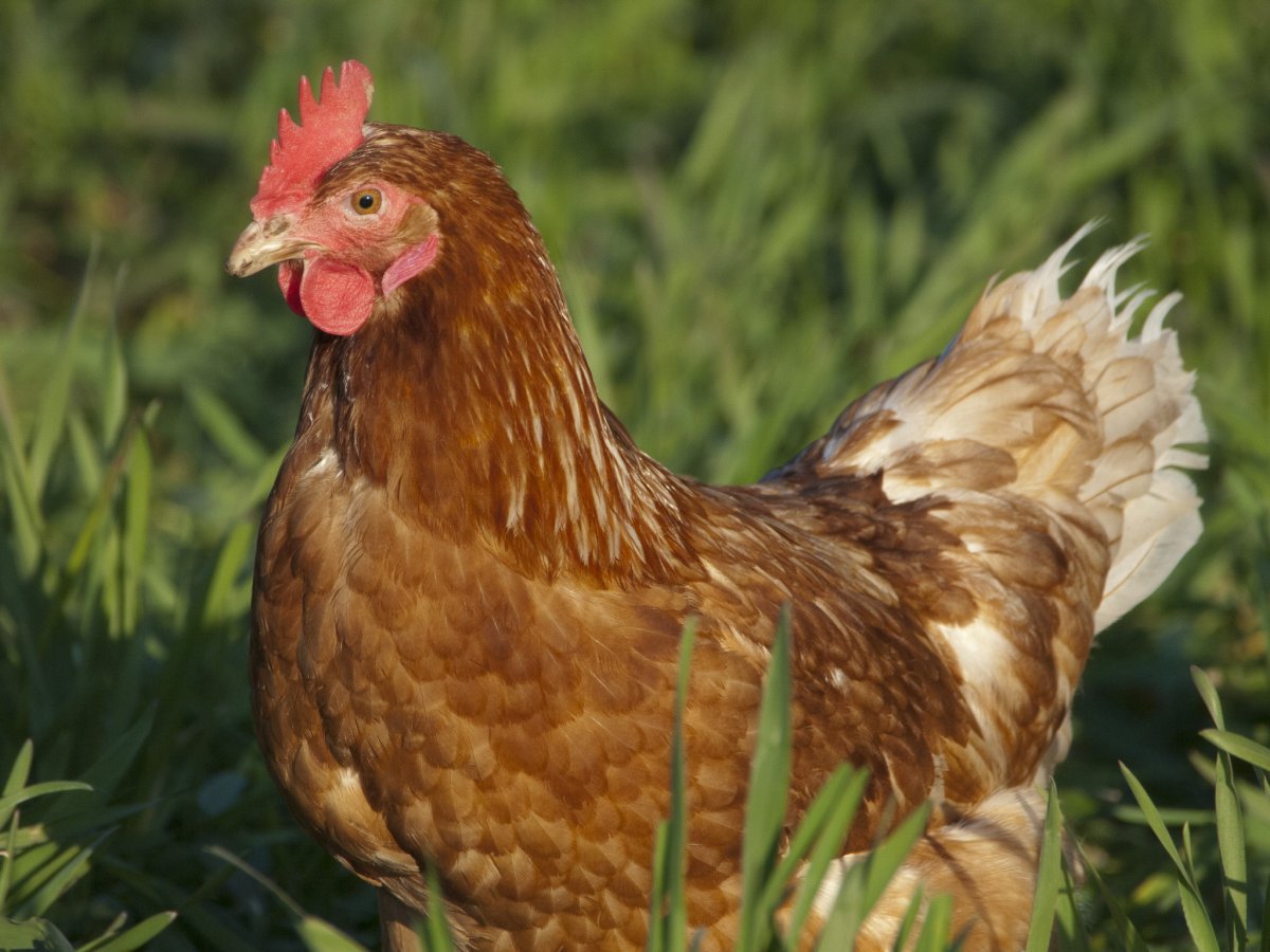 Ломан Браун