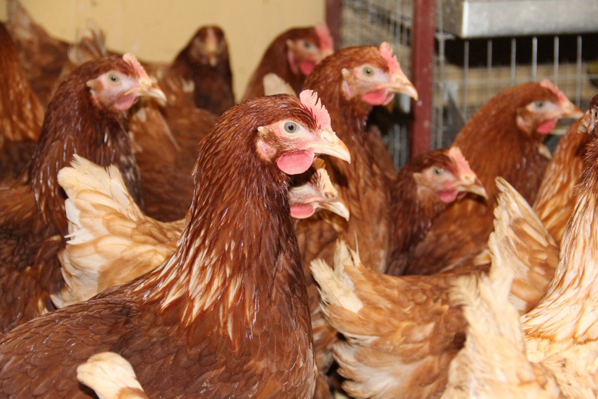 Суточные цыплята Ломан Браун