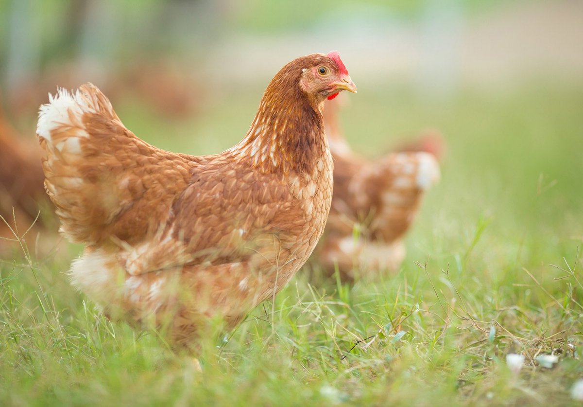 Хай лайн Браун несушки