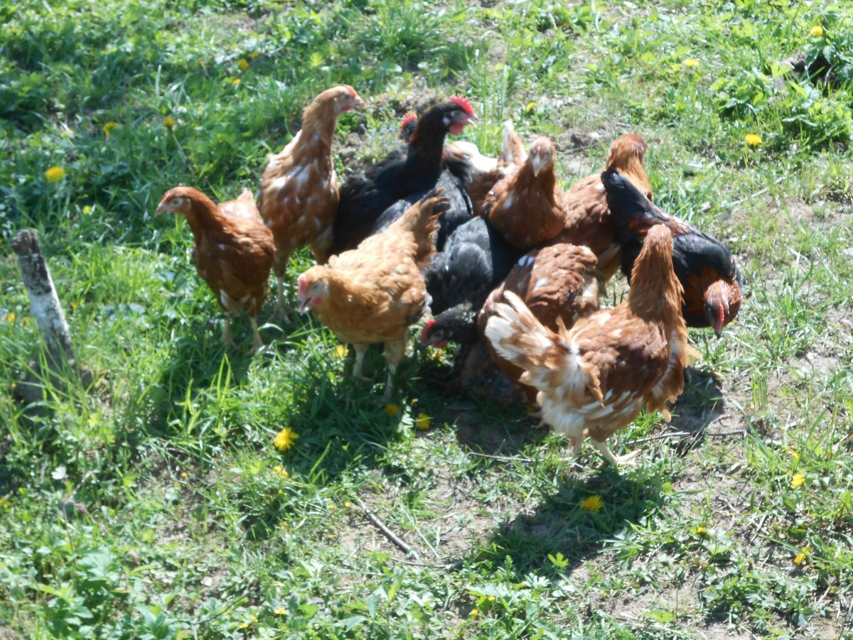 Курица Ломан Браун черная