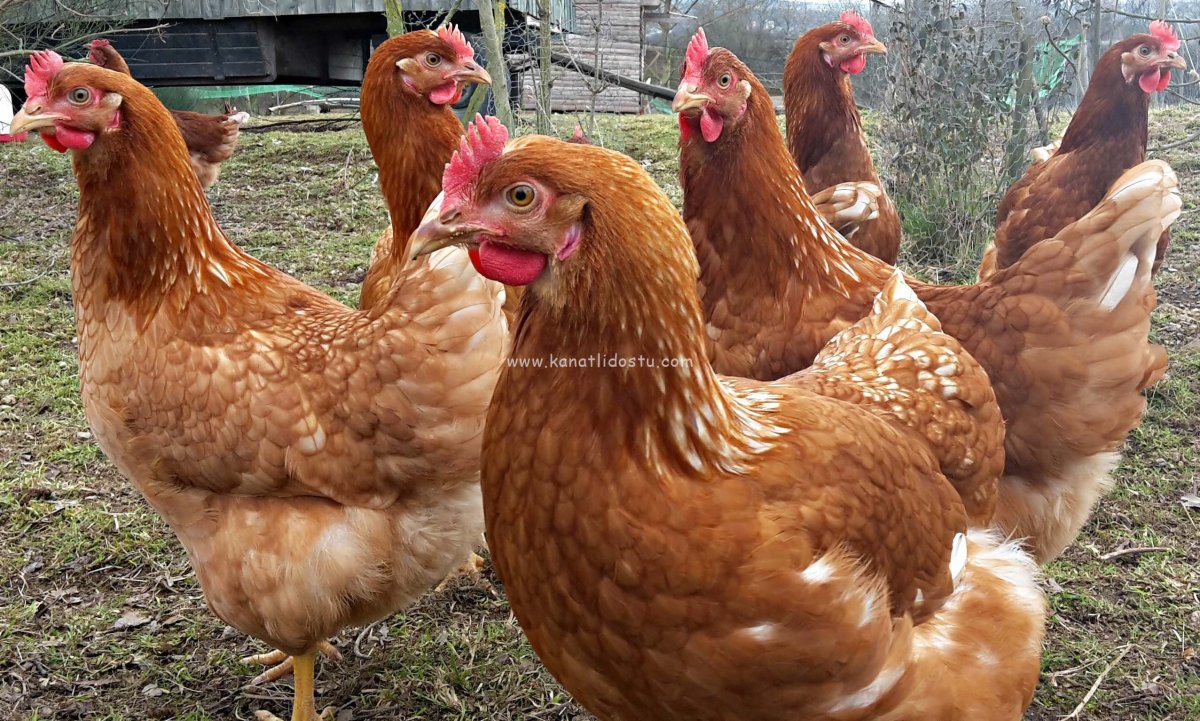 Куры Ломан Браун