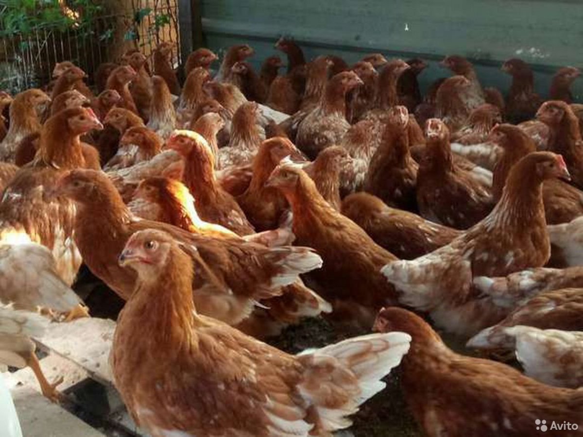 Ломан Браун