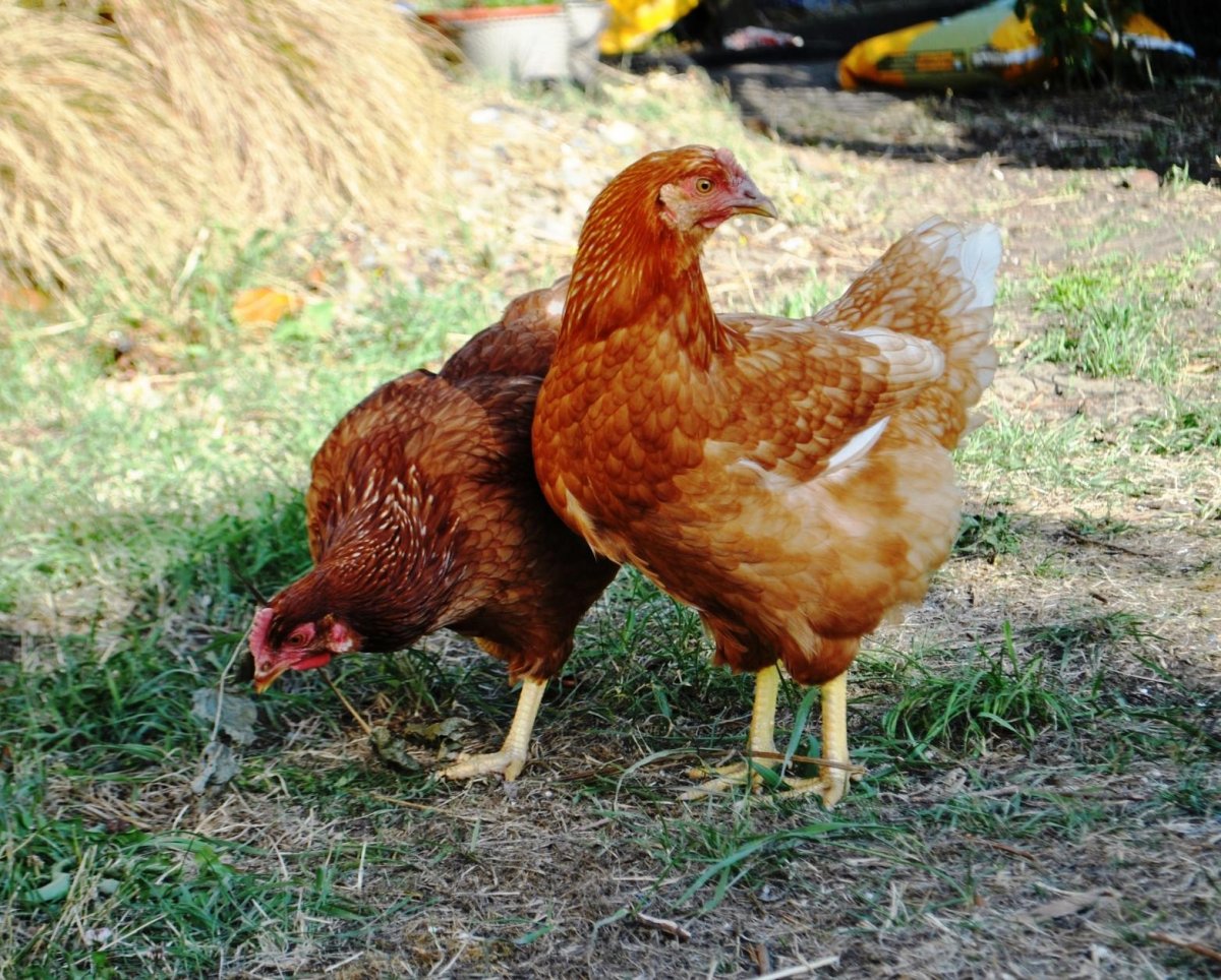 Ломан Браун