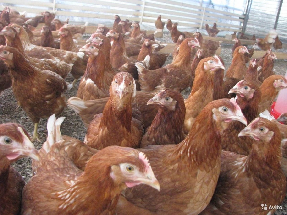 Молодки Ломан Браун