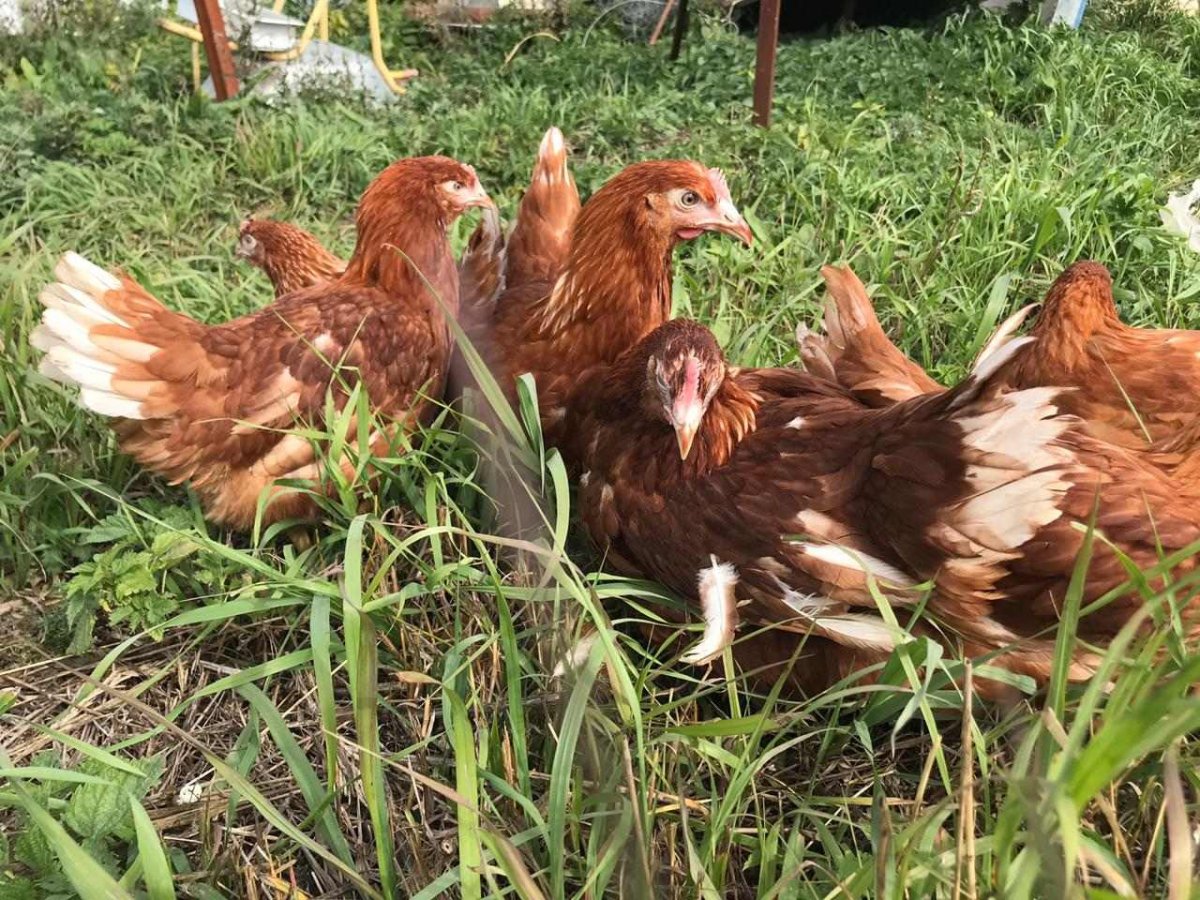 Несушки Ломан Браун