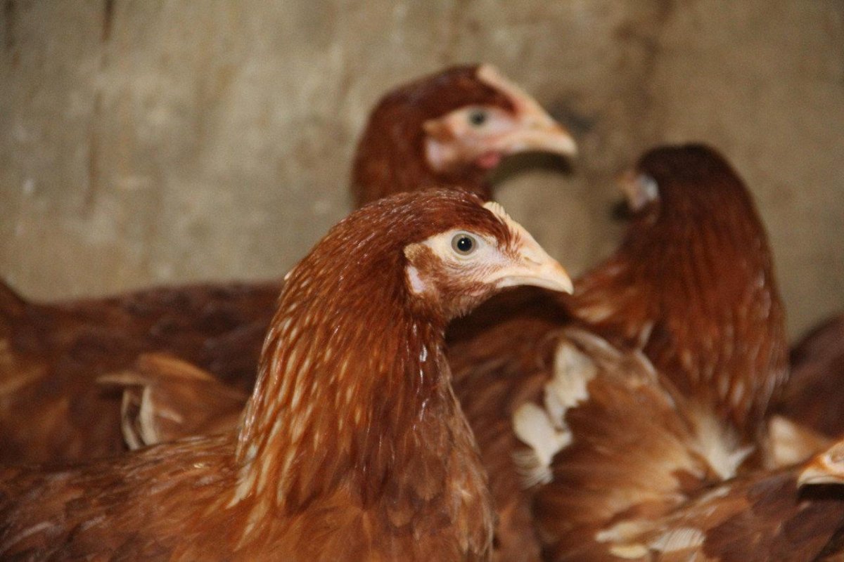 Недельные цыплята Ломан Браун