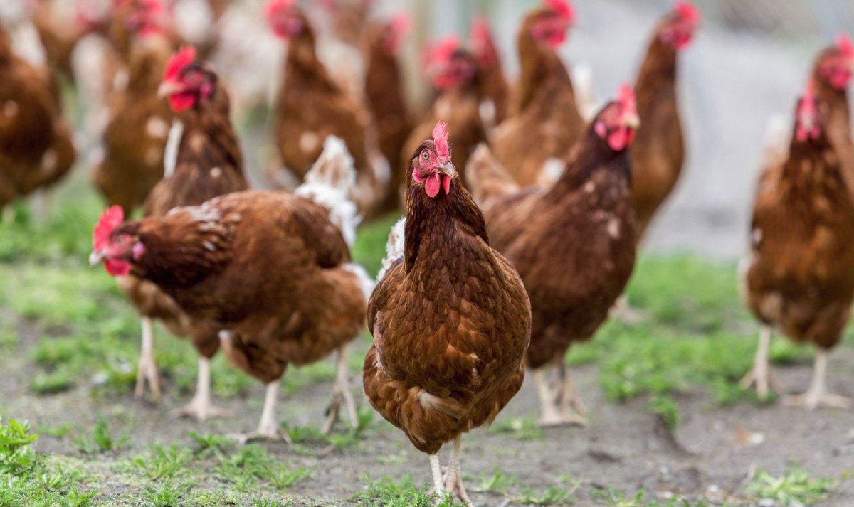 Шейвер Браун куры