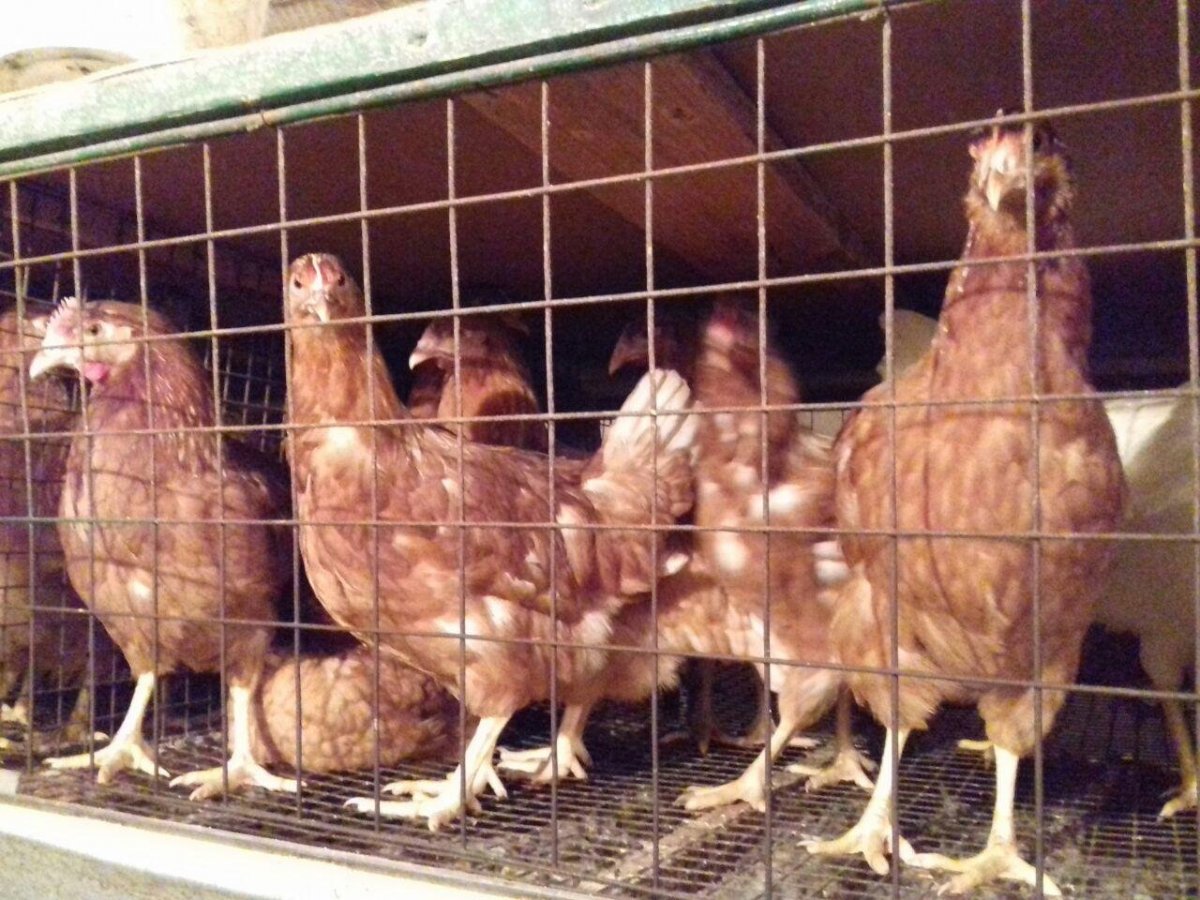 Куры в Европа Рязань