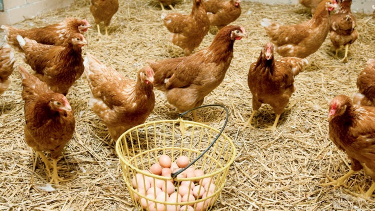 Хайнлайн Браун куры