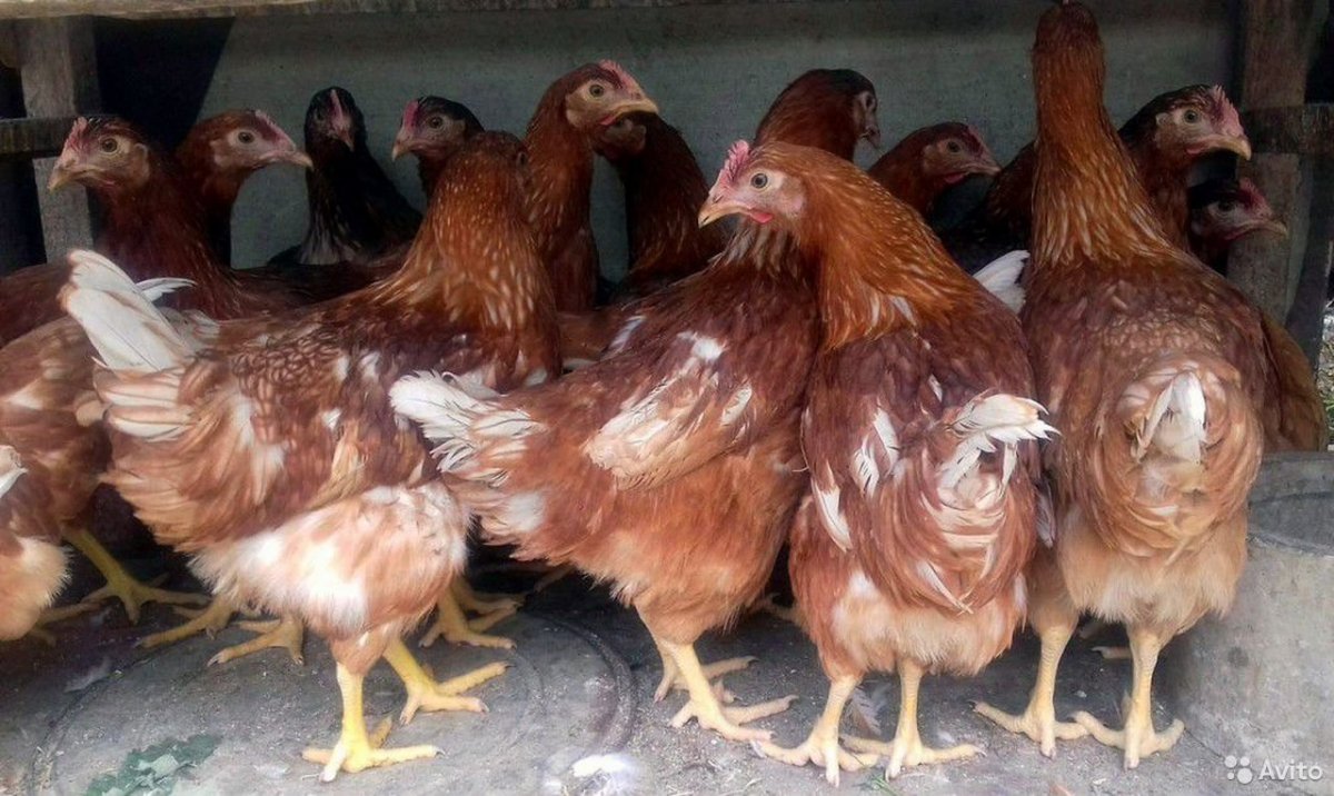 Петух Хайсекс Браун