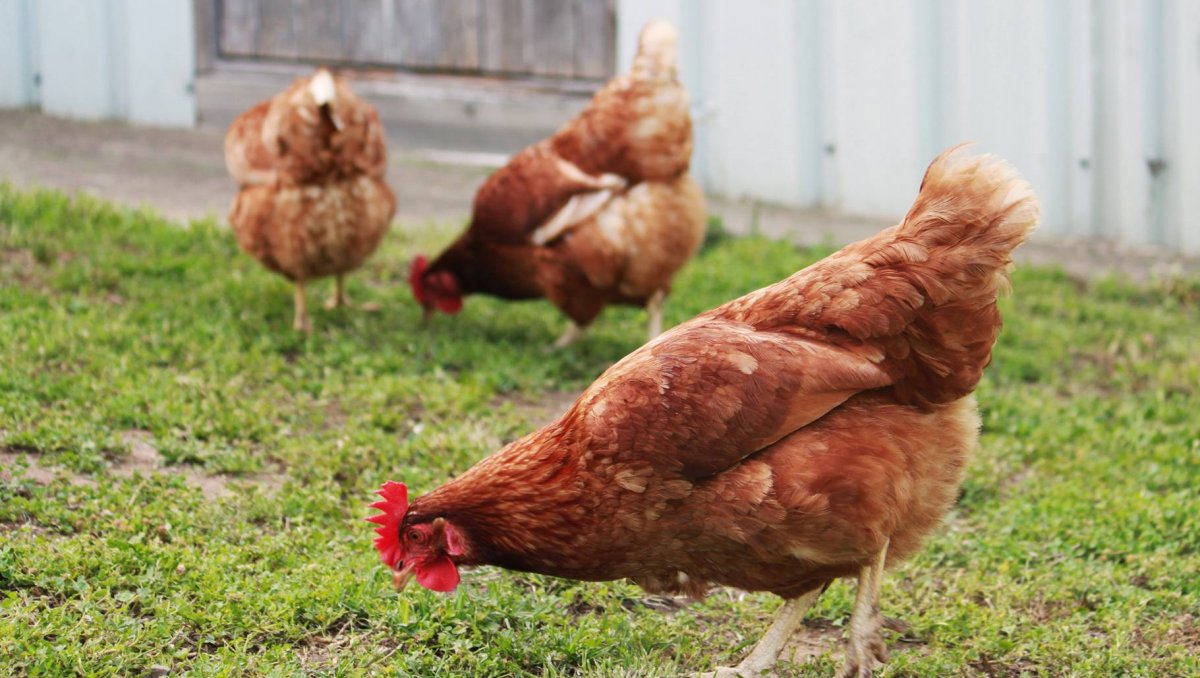 Несушки Ломан Браун