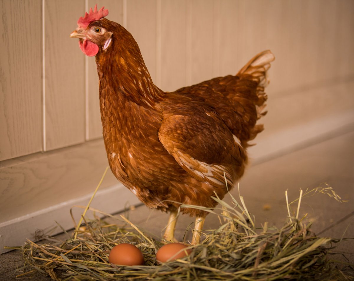 Куры несушки Браун ник