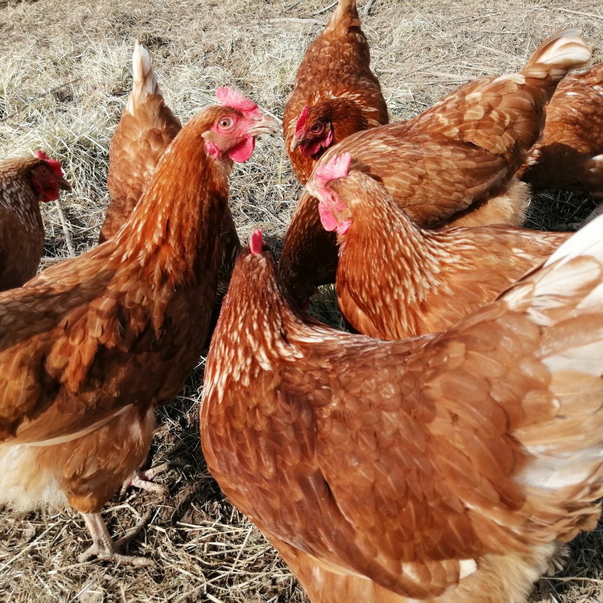 Шейвер Браун куры