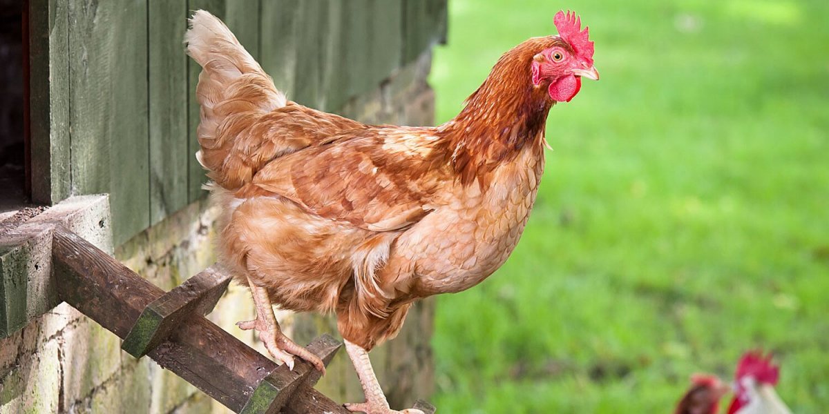 Куры несушки Ломан Браун