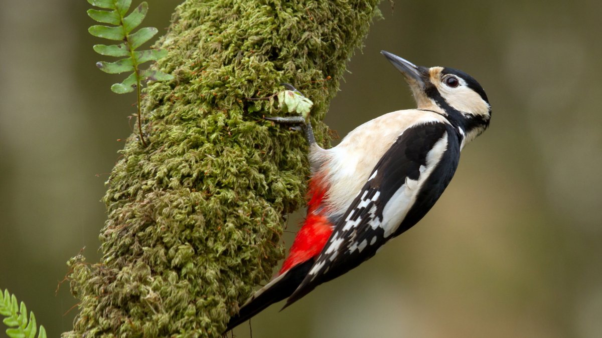 Дятел Красношапочник