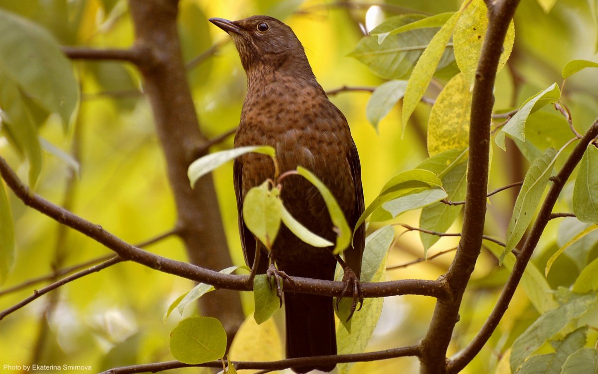 Лесная птица большая коричневая