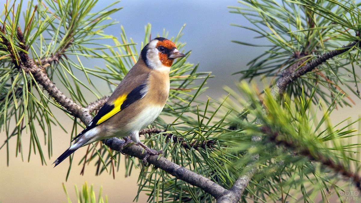 Птицы в хвойном лесу