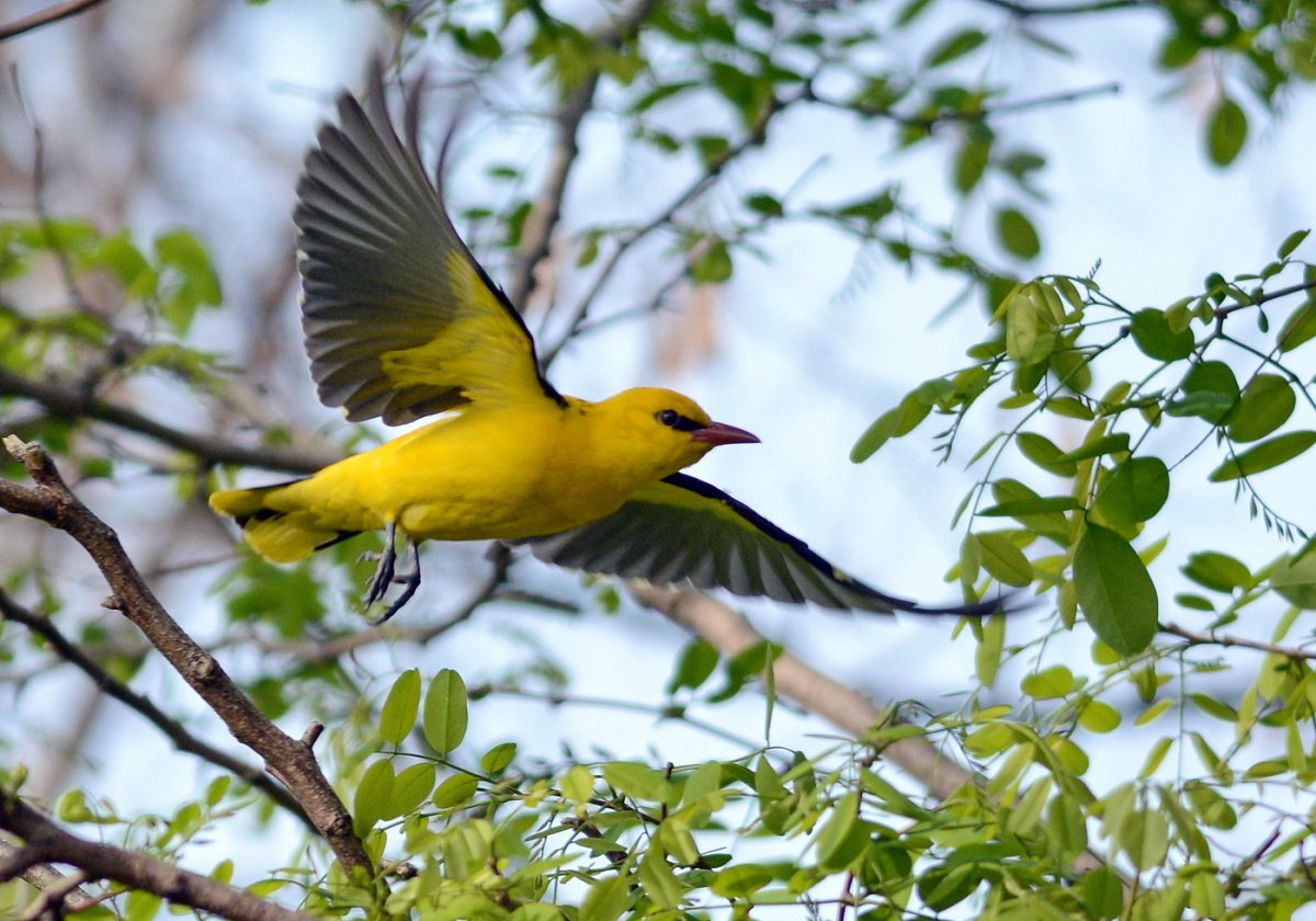 Обыкновенная Иволга