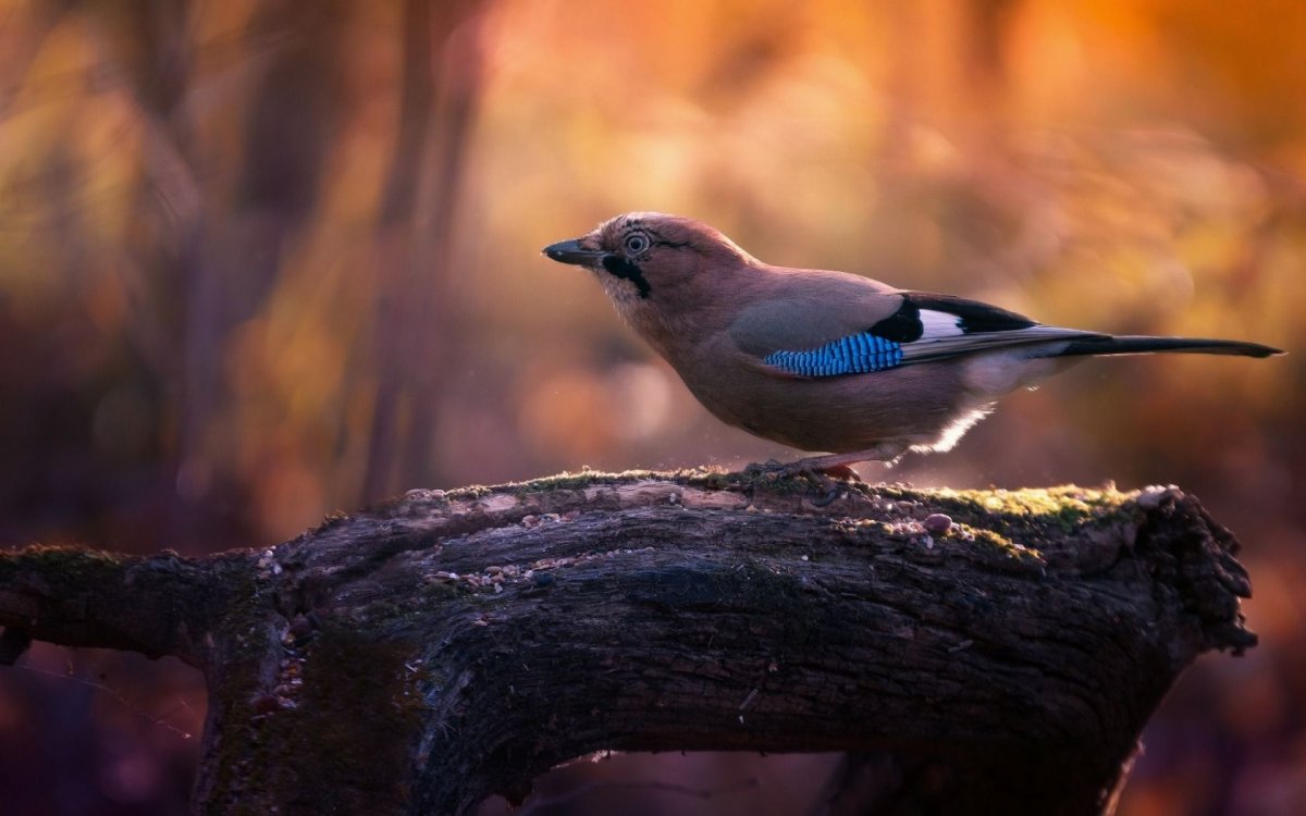 Красивая Сойка