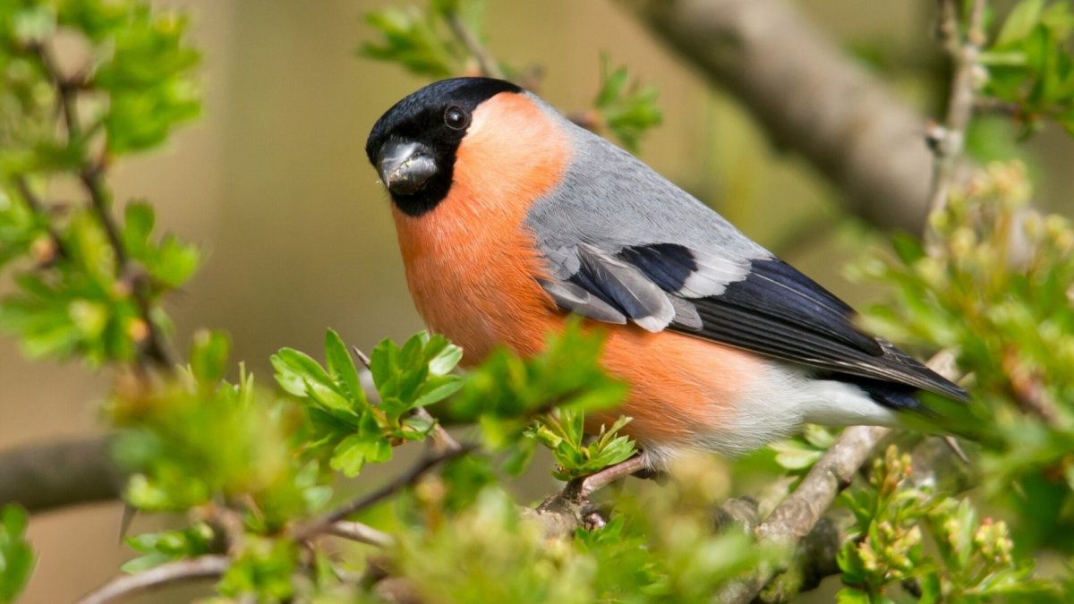 Красивые птицы