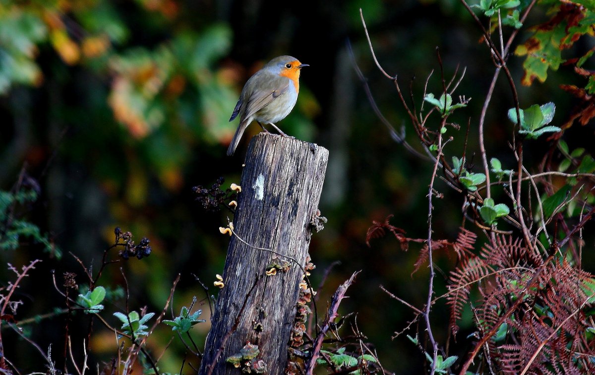 Птицы в весеннем лесу