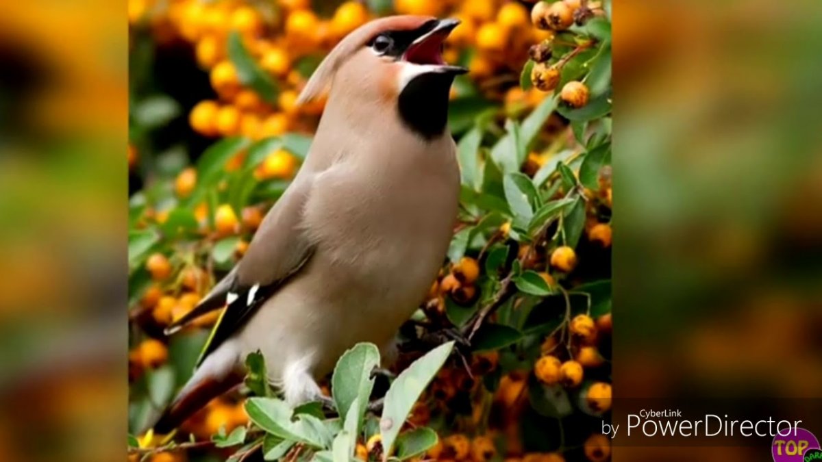 Осенние птицы