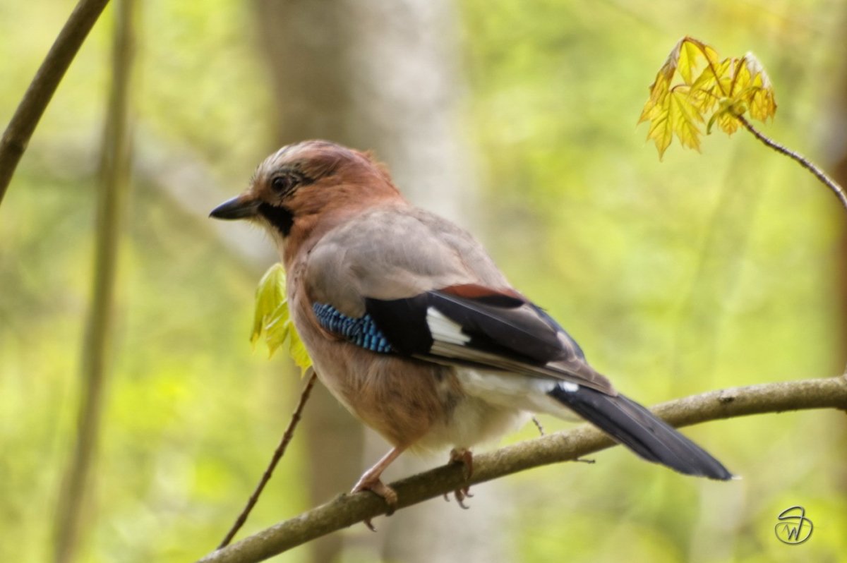 Сойка пересмешница птица