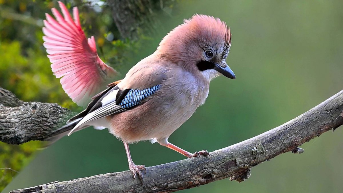 Сойка пересмешница птица