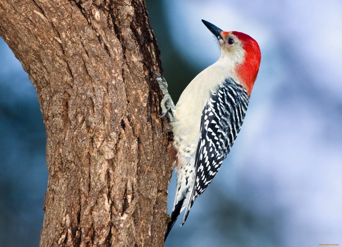 Дятел обыкновенный