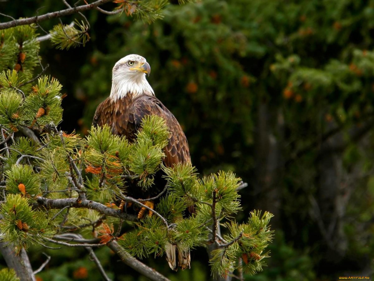 Орел природа