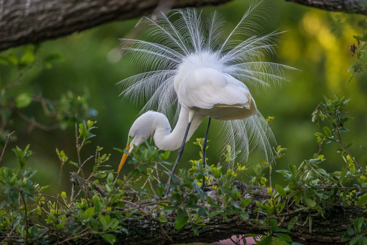 Белая хохлатая цапля