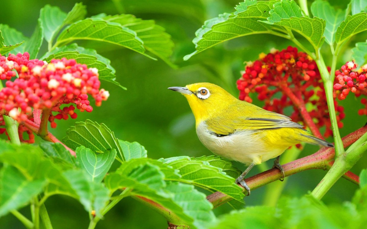 Яркие Лесные птицы